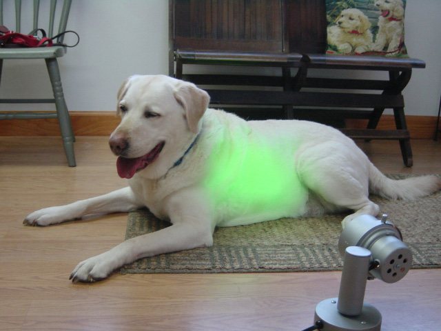 Color Light Therapy for pet health